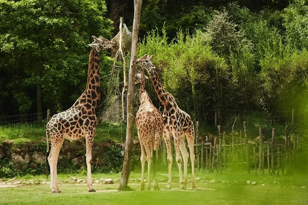Parc animalier de Branféré